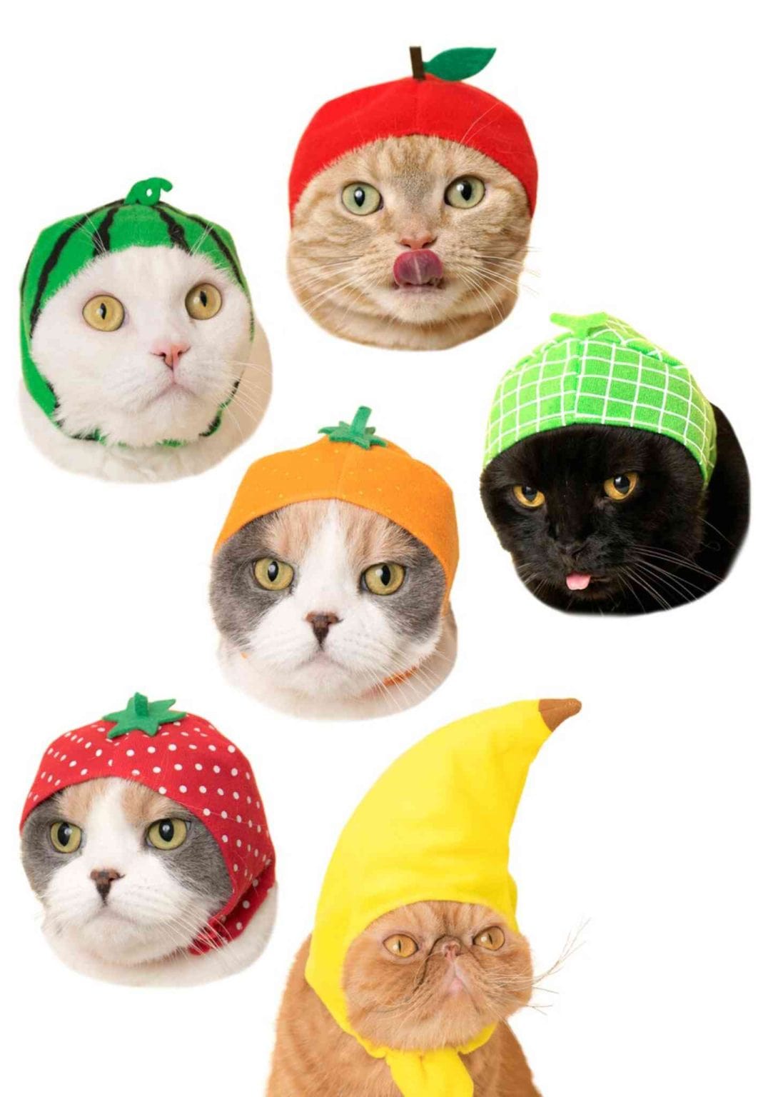 Clever Idiots Fruit Cat Cap Surprise Box Kawaii Gifts 4580045301240