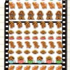 Q-Lia Photrip Chocolate Poodle Stickers